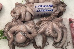 octapus_nv